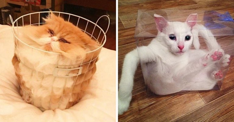 cats shapeshifters