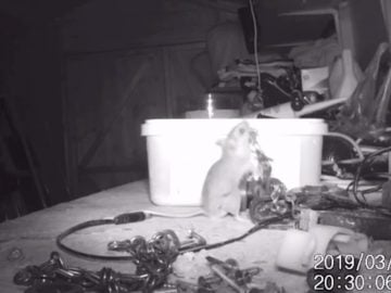 mouse cleans toolbox video