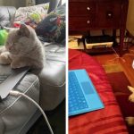 funny picture of working from home with pets