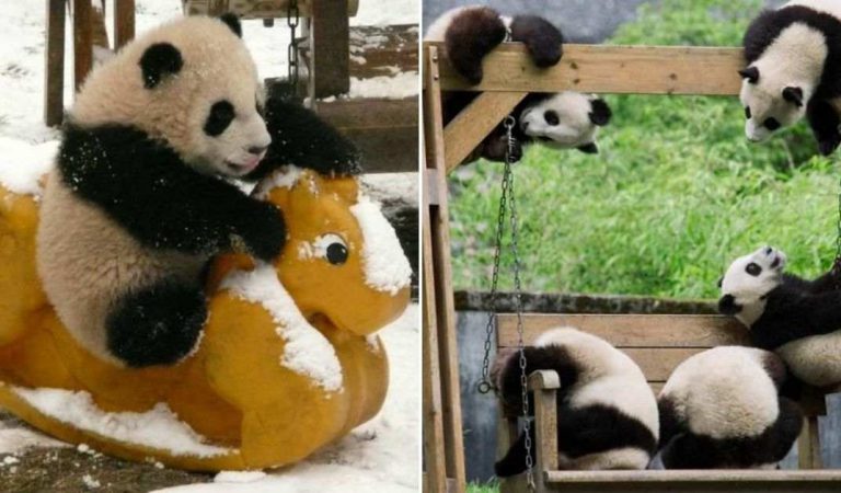 Pandas Have A Daycare Center And It’s An Absolute Dreamland