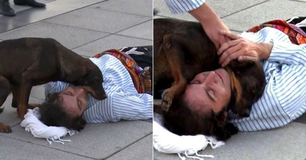 Dog Interrupts Play