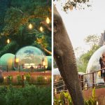 Elephant Jungle Bubble