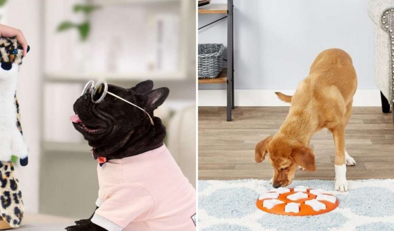 18 Pet Accessories, Toys, and Tools Every Dog Paw-rent Needs!