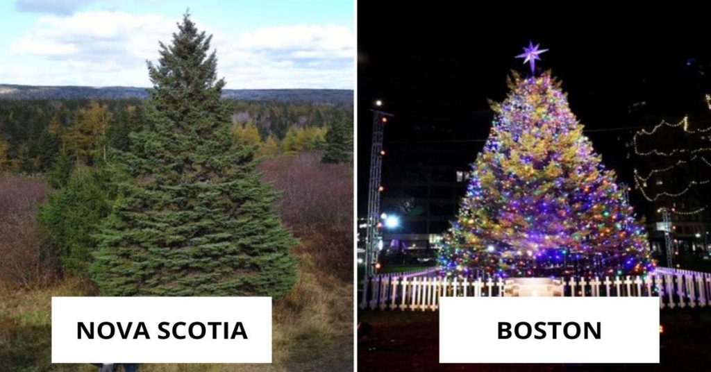 Nova Scotia Sends A Christmas Tree To Boston Every Year, Here's Why!