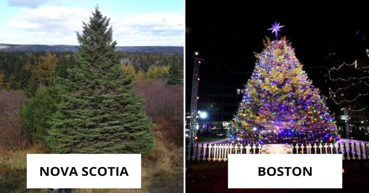 Nova Scotia Sends A Christmas Tree To Boston Every Year, Here's Why!