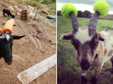 15 Pictures Of Misbehaving Goats Who Were Forced To Wear Pool Noodles For Safety Reasons FI