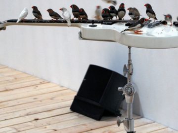 Birds playing guitar