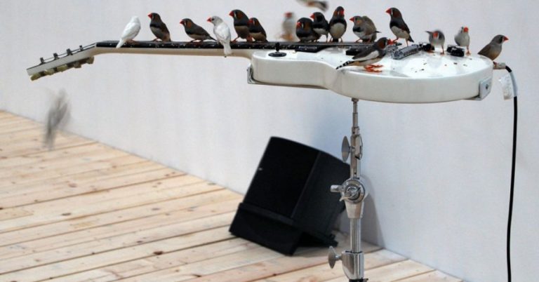 Birds playing guitar