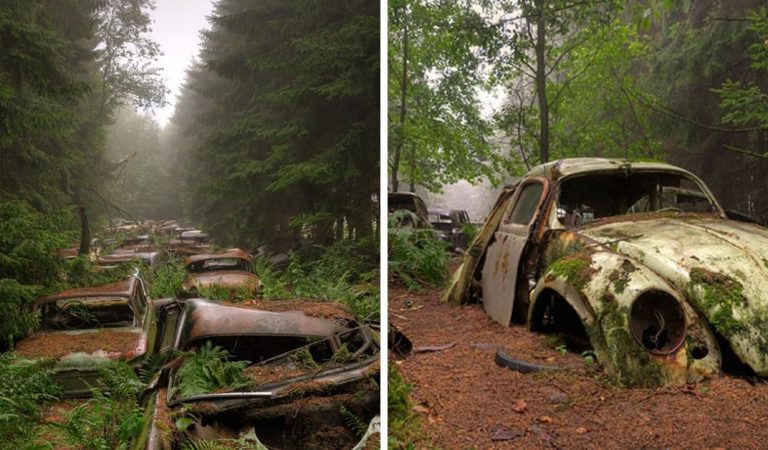 70-Year-Old Traffic Jam In A Forest Looks Like It’s Straight Outta An Apocalyptic Flick