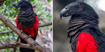 There Is A Dracula Parrot That Looks As Gothic As It Sounds