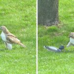 Hawk tries scaring duck