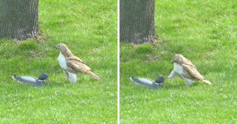 Hawk tries scaring duck