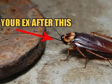 Hate Your Ex_ A Texas Zoo Allows You To Name Cockroaches & Rats After Them FI