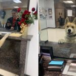 Lost Dog Walks Into The Police Station To Report Himself ‘Missing’ FI