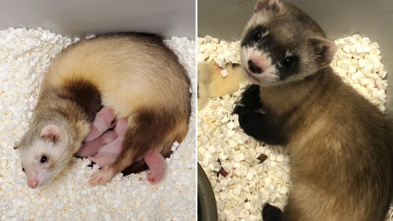Scientists Have Successfully Cloned A Black-Footed Ferret That Was Dead 30 Years Ago