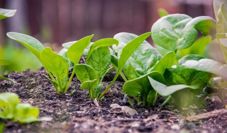 Scientists Have Taught Spinach To Send Emails & Detect Explosives