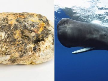 Strange But True_ Whale Vomit Is Extremely Valuable & Can Cost Up To $70,000 fi