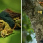 These Technicolored Giant Squirrels Aren't Mythical Creatures; Check Out The Pics FI