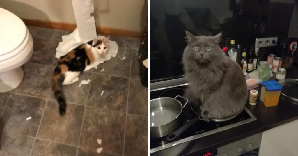 Cats So Desperate For Attention They Will Just Do Anything