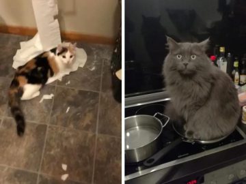 Cats So Desperate For Attention They Will Just Do Anything