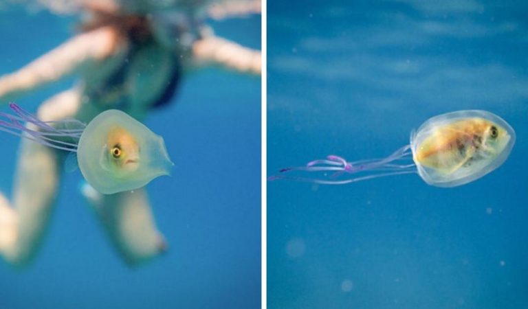 Photographer Captures A Rare Sight Of A Live Fish Stuck Inside Jellyfish