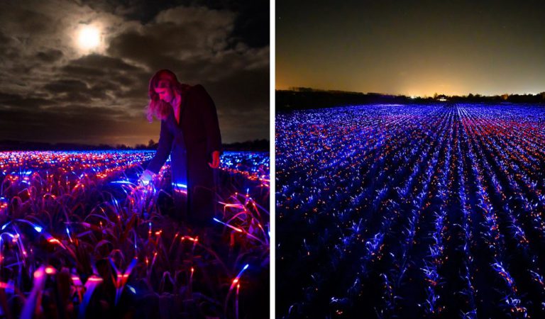 Dutch Designer Uses “Light Recipes” To Inspire Sustainable Plant Growth