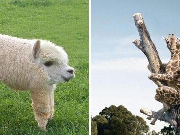 Animals without necks