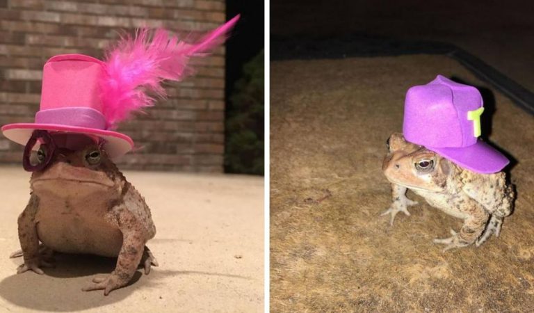 Man Creates Tiny Hats For The Toad Who Lives Under The Porch Of His House