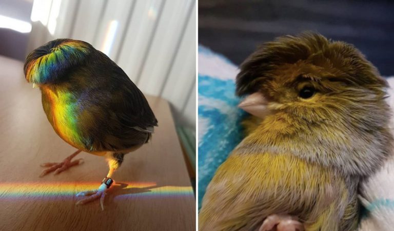 Meet Barry The Canary Whose Bowl Feather Cut Has Won Internet’s Heart
