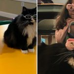 Rescue Kitten Truffles Wears Specks For Children To Feel Confident In Them FI