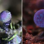 The Amethyst Mushroom Looks Like It Could Contain The Entire Galaxy