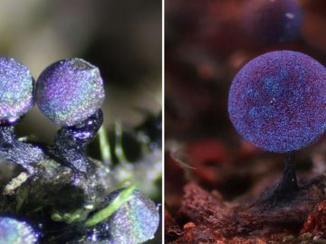 The Amethyst Mushroom Looks Like It Could Contain The Entire Galaxy