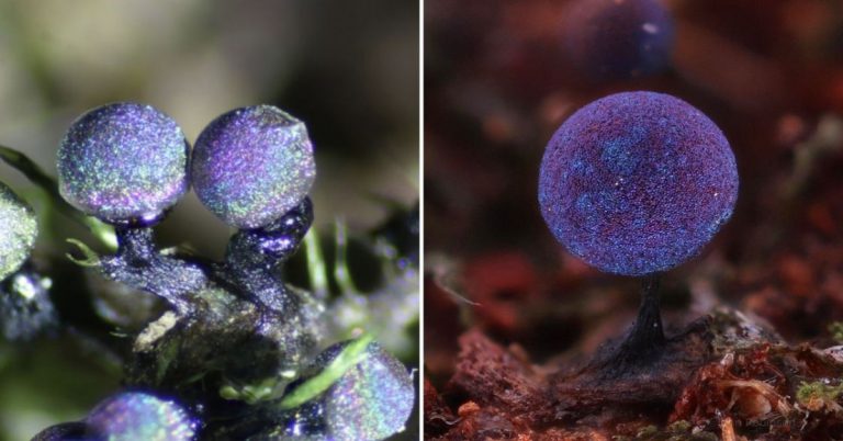 The Amethyst Mushroom Looks Like It Could Contain The Entire Galaxy