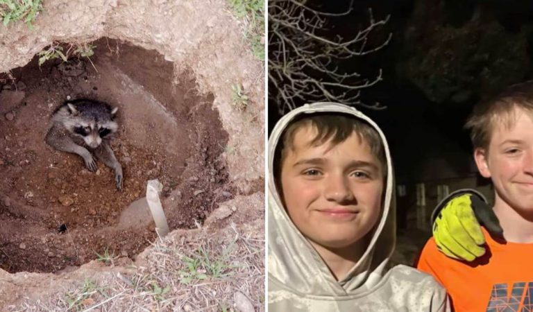 2 Teen Brothers Save A Raccoon That Was Buried Alive In South Canyon