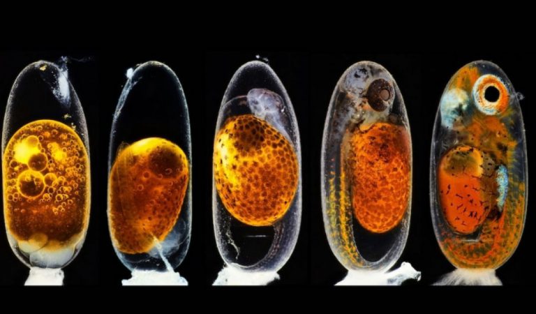 Witness The Marvellous Beauty Of Life Captured Under A Microscope