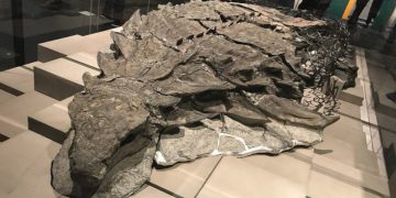 Miners Accidentally Find The First Perfectly Preserved Dinosaur Fossil FI