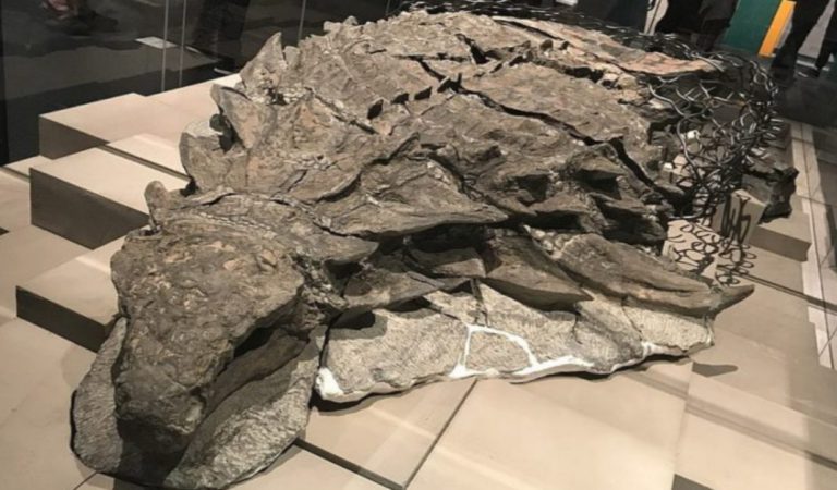 Miners Accidentally Find The First Perfectly Preserved Dinosaur Fossil