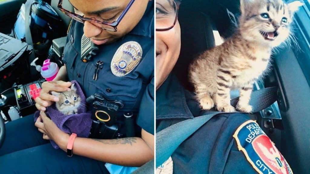 Rescued By A Police Offer, This Stray Kitten Is Now World's Best Sidekick FI