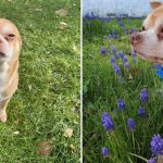 The 'Demonic' Chihuahua Whose Adoption Ad Went Viral, Finds His Home FI