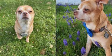The 'Demonic' Chihuahua Whose Adoption Ad Went Viral, Finds His Home FI