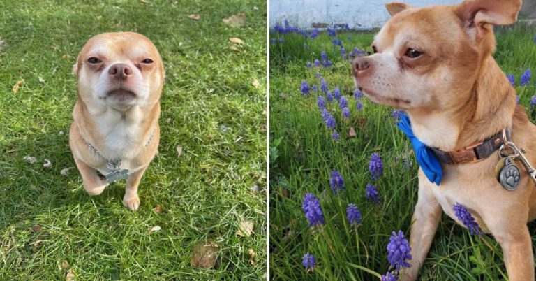 The 'Demonic' Chihuahua Whose Adoption Ad Went Viral, Finds His Home FI