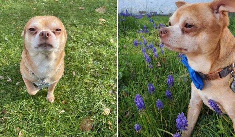 The ‘Demonic’ Chihuahua Whose Adoption Ad Went Viral, Finds His Home