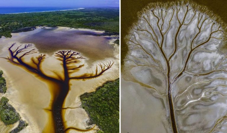 Photographer Discovers A Beautiful “Tree of Life” Hidden In A Retreating Lake