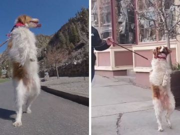 Dexter the 3 legged dog